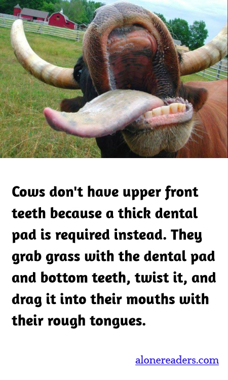 General Knowledge Learning Cards