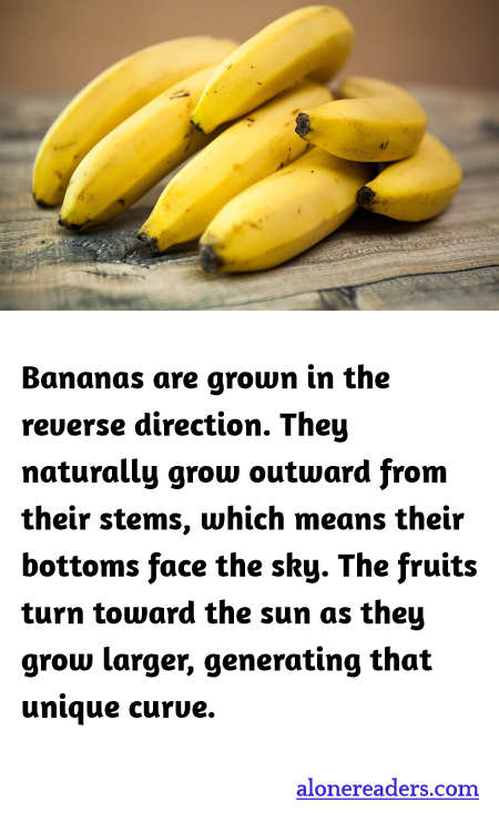 General Knowledge Learning Cards