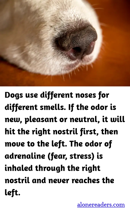 Dogs use different noses for different smells. If the odor is new, pleasant or neutral, it will hit the right nostril first, then move to the left. The odor of adrenaline (fear, stress) is inhaled through the right nostril and never reaches the left.