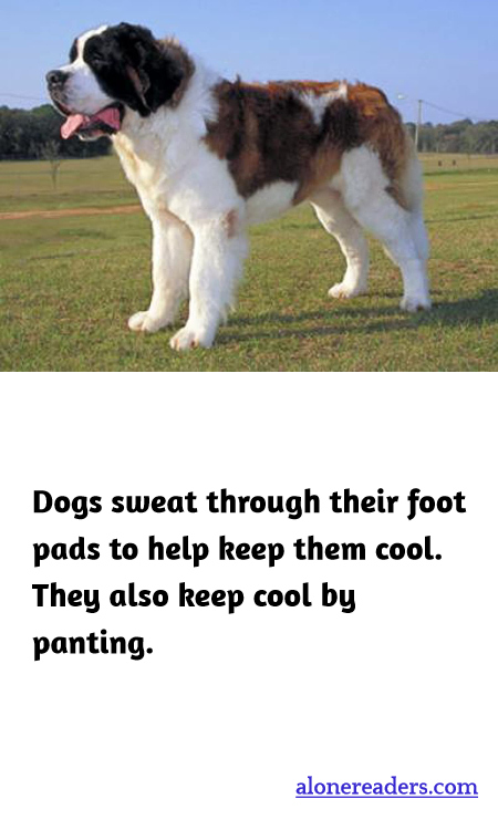 Dogs sweat through their foot pads to help keep them cool.  They also keep cool by panting.
