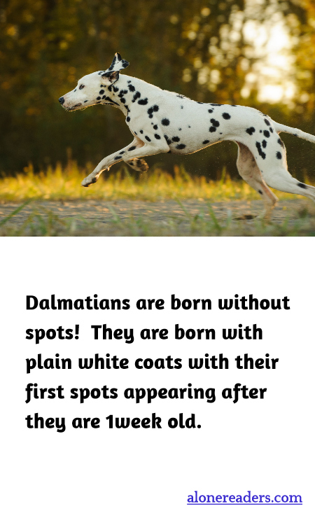 Dalmatians are born without spots!  They are born with plain white coats with their first spots appearing after they are 1week old.
