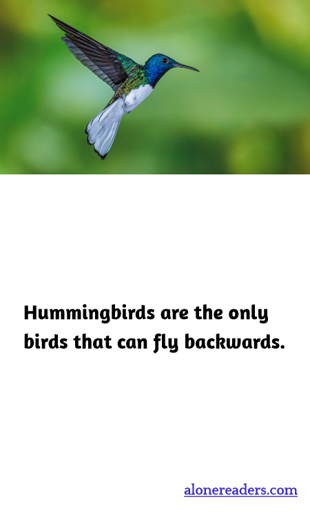 Hummingbirds are the only birds that can fly backwards.