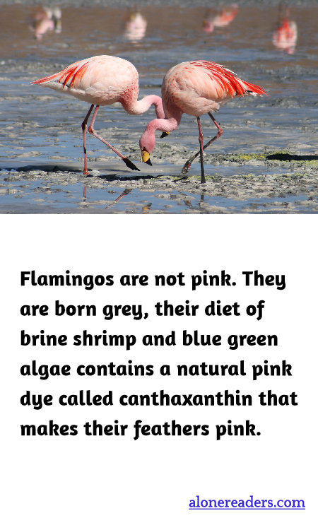 General Knowledge Learning Cards