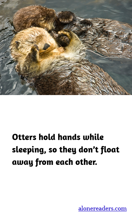 Otters hold hands while sleeping, so they don’t float away from each other.