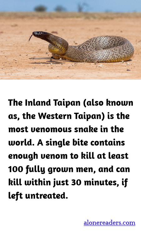 The Inland Taipan (also known as, the Western Taipan) is the most venomous snake in the world. A single bite contains enough venom to kill at least 100 fully grown men, and can kill within just 30 minutes, if left untreated.