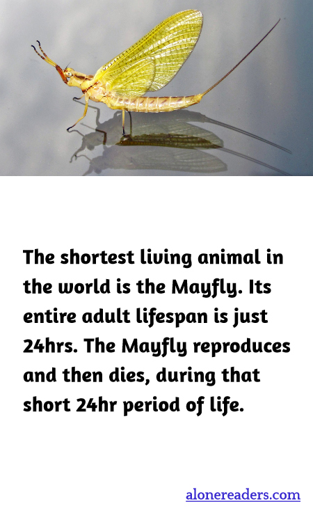 The shortest living animal in the world is the Mayfly. Its entire adult lifespan is just 24hrs. The Mayfly reproduces and then dies, during that short 24hr period of life.
