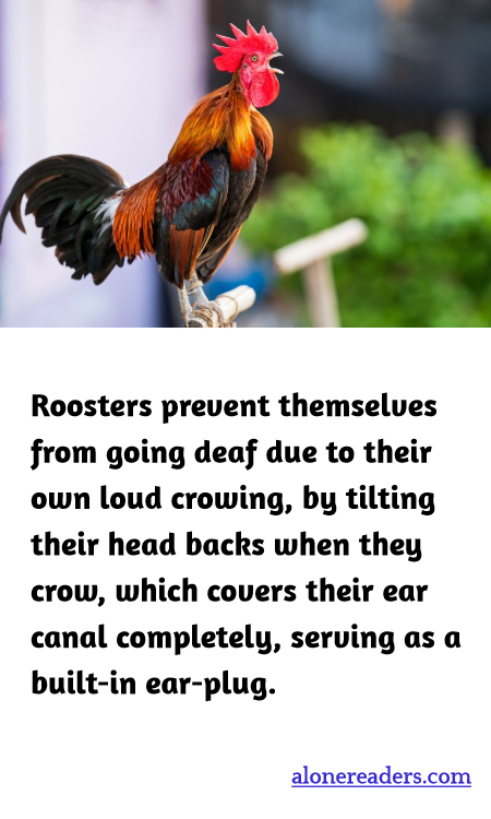 General Knowledge Learning Cards