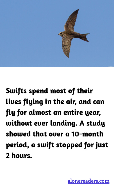 Swifts spend most of their lives flying in the air, and can fly for almost an entire year, without ever landing. A study showed that over a 10-month period, a swift stopped for just 2 hours.