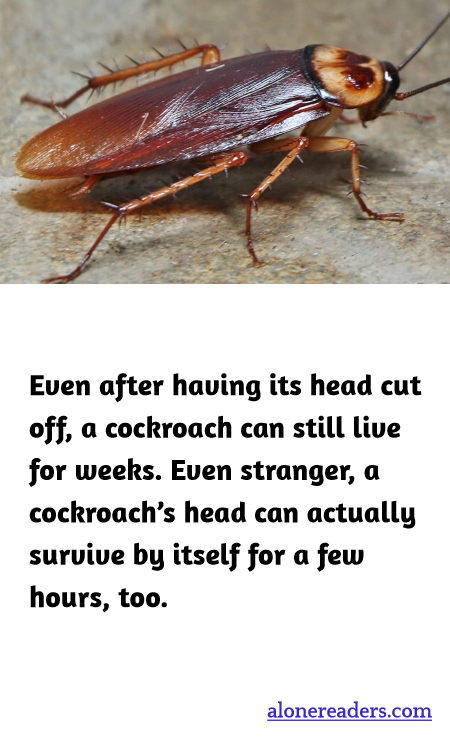 Even after having its head cut off, a cockroach can still live for weeks. Even stranger, a cockroach’s head can actually survive by itself for a few hours, too.
