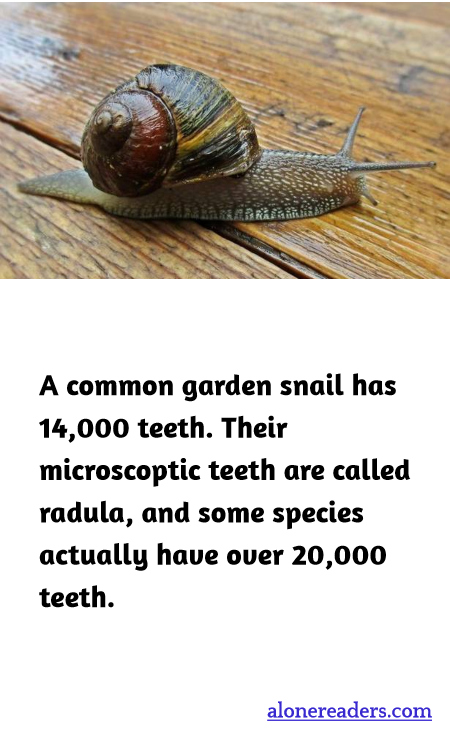 General Knowledge Learning Cards