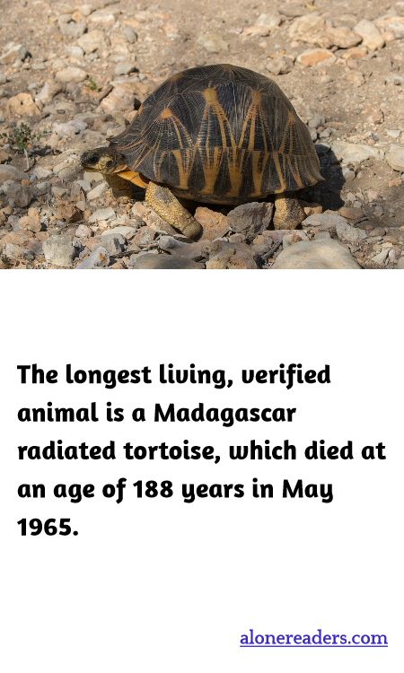 The longest living, verified animal is a Madagascar radiated tortoise, which died at an age of 188 years in May 1965.