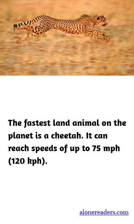The fastest land animal on the planet is a cheetah. It can reach speeds of up to 75 mph (120 kph).
