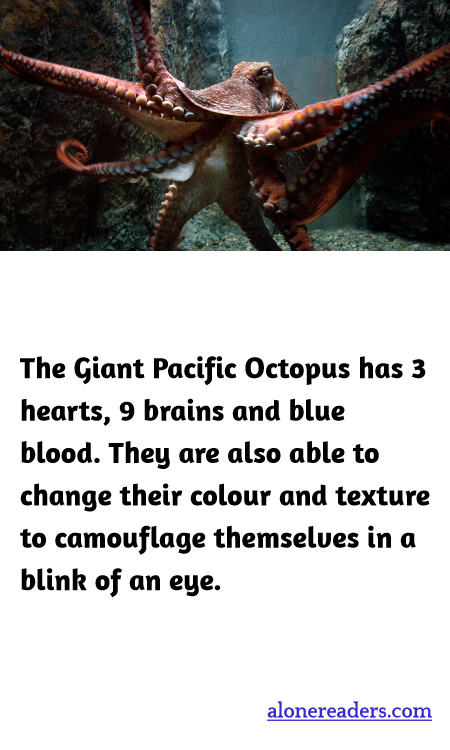 General Knowledge Learning Cards