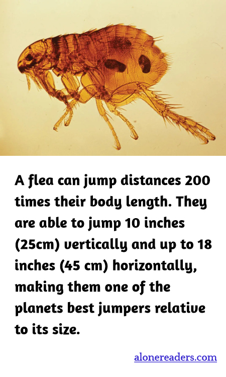 General Knowledge Learning Cards