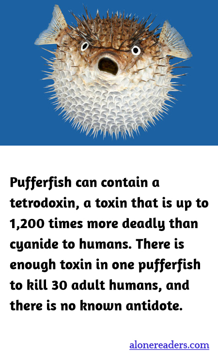 Pufferfish can contain a tetrodoxin, a toxin that is up to 1,200 times more deadly than cyanide to humans. There is enough toxin in one pufferfish to kill 30 adult humans, and there is no known antidote.