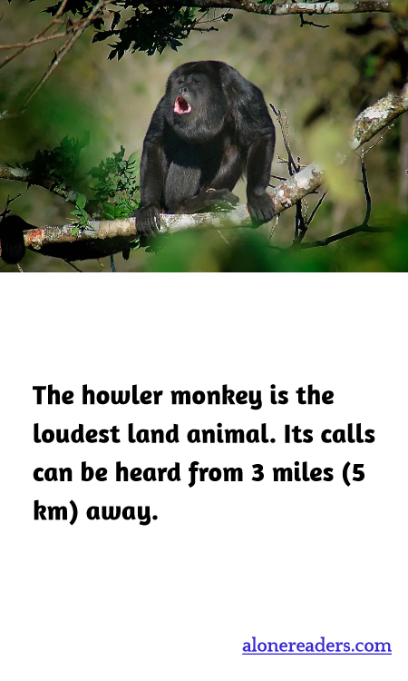 General Knowledge Learning Cards