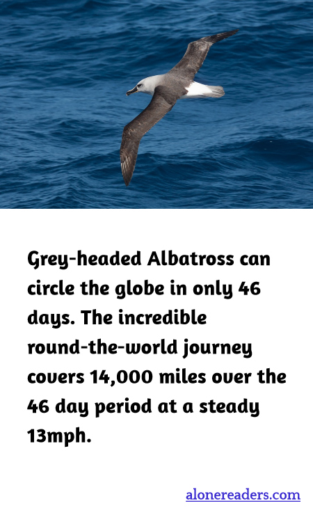 Grey-headed Albatross can circle the globe in only 46 days. The incredible round-the-world journey covers 14,000 miles over the 46 day period at a steady 13mph.