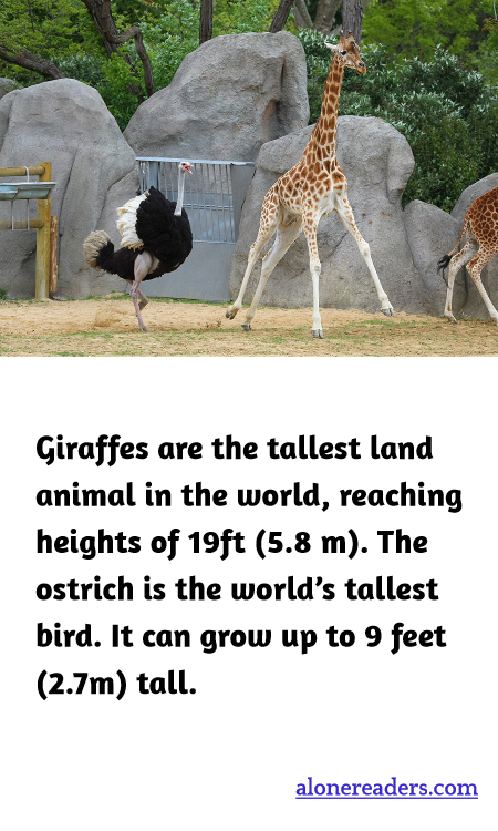 General Knowledge Learning Cards