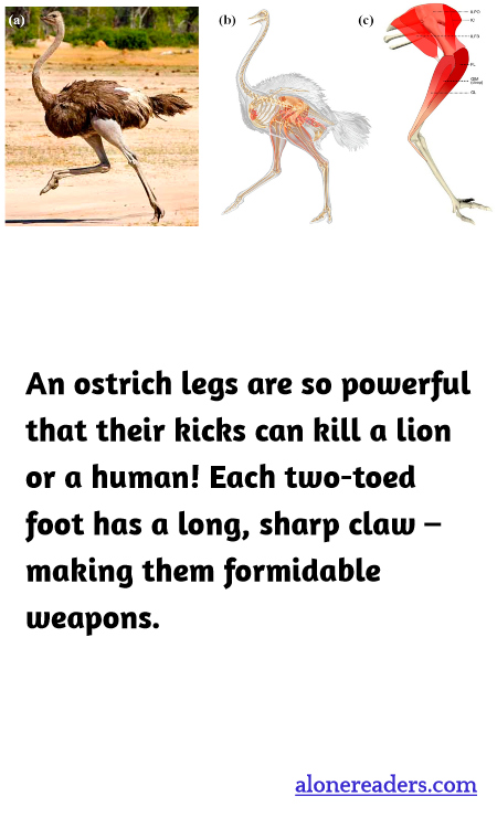 General Knowledge Learning Cards