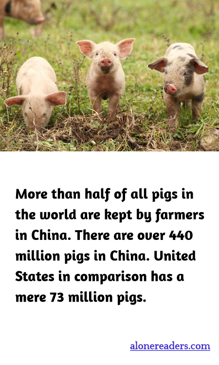 General Knowledge Learning Cards