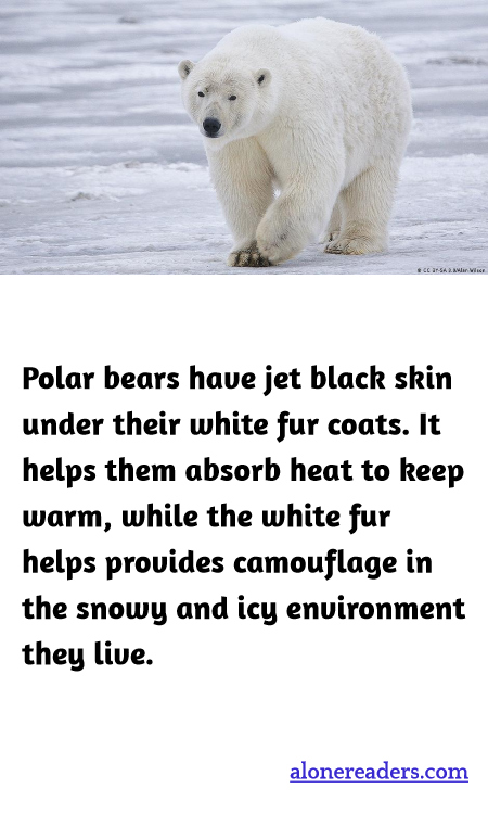 General Knowledge Learning Cards