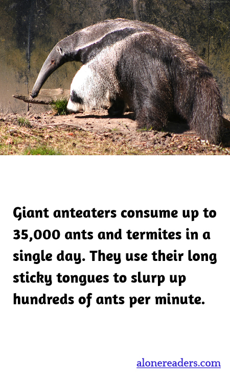 Giant anteaters consume up to 35,000 ants and termites in a single day. They use their long sticky tongues to slurp up hundreds of ants per minute.