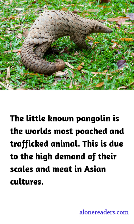 The little known pangolin is the worlds most poached and trafficked animal. This is due to the high demand of their scales and meat in Asian cultures.