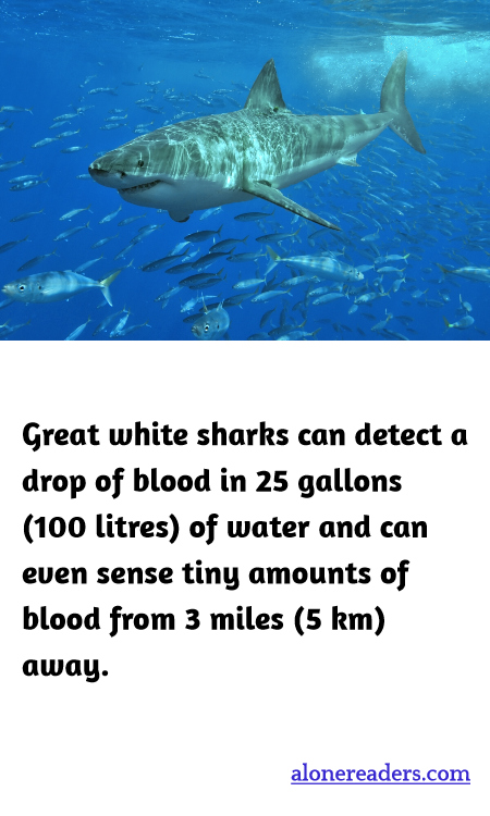 Great white sharks can detect a drop of blood in 25 gallons (100 litres) of water and can even sense tiny amounts of blood from 3 miles (5 km) away.
