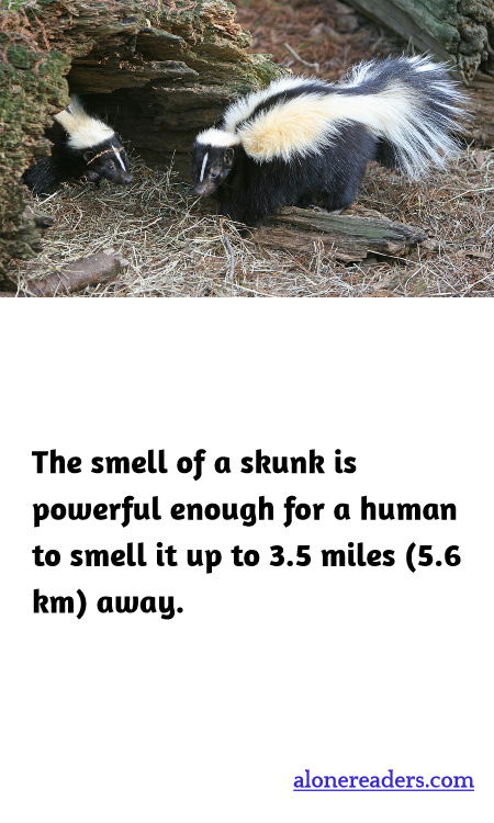 The smell of a skunk is powerful enough for a human to smell it up to 3.5 miles (5.6 km) away.