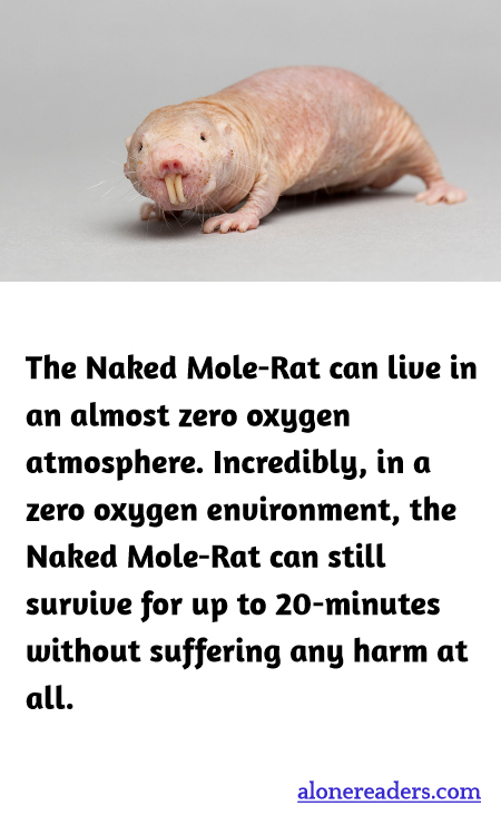 The Naked Mole-Rat can live in an almost zero oxygen atmosphere. Incredibly, in a zero oxygen environment, the Naked Mole-Rat can still survive for up to 20-minutes without suffering any harm at all.