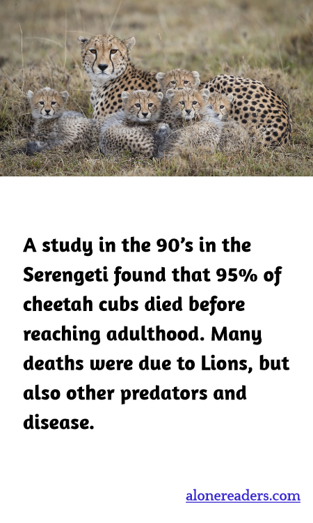 General Knowledge Learning Cards