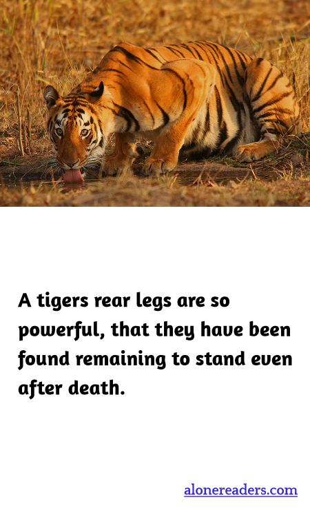 General Knowledge Learning Cards