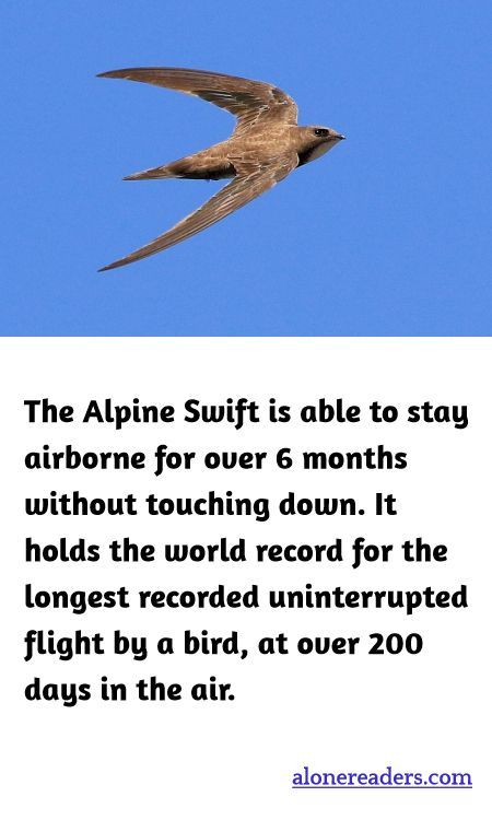 General Knowledge Learning Cards