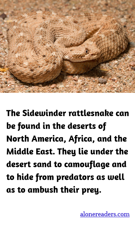 General Knowledge Learning Cards