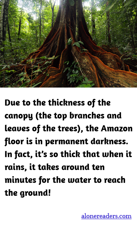 Due to the thickness of the canopy (the top branches and leaves of the trees), the Amazon floor is in permanent darkness. In fact, it’s so thick that when it rains, it takes around ten minutes for the water to reach the ground!