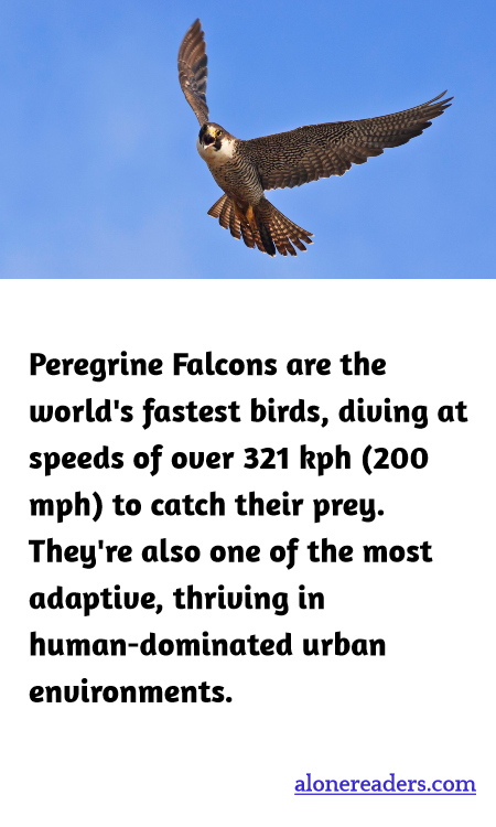 Peregrine Falcons are the world's fastest birds, diving at speeds of over 321 kph (200 mph) to catch their prey. They're also one of the most adaptive, thriving in human-dominated urban environments.
