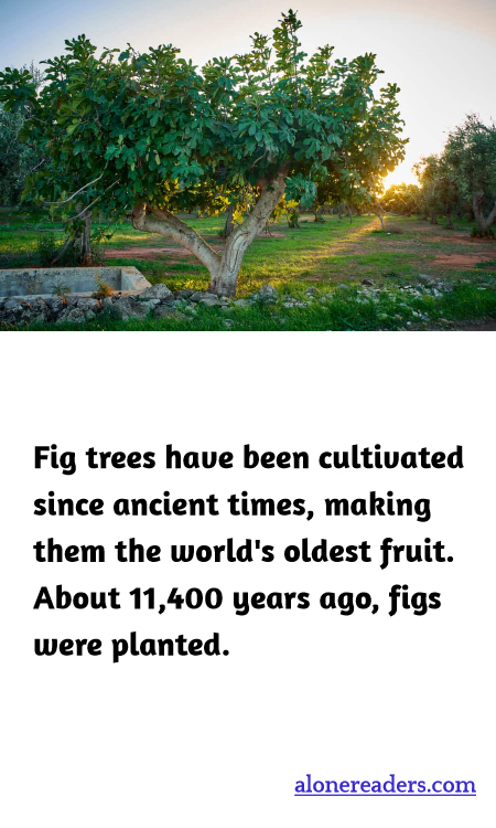 General Knowledge Learning Cards