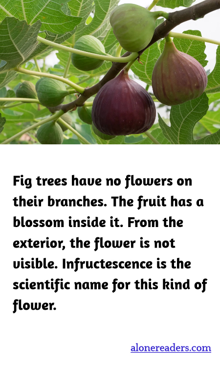 General Knowledge Learning Cards