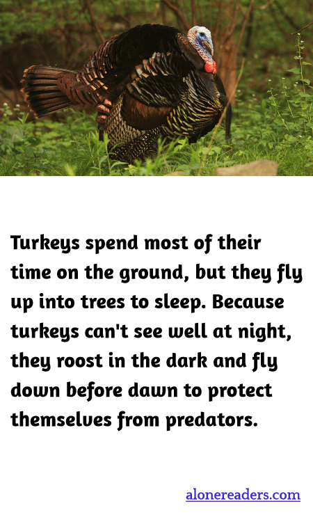 General Knowledge Learning Cards