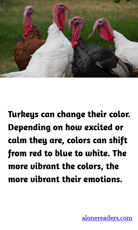Turkeys can change their color. Depending on how excited or calm they are, colors can shift from red to blue to white. The more vibrant the colors, the more vibrant their emotions.
