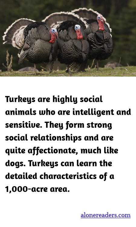 Turkeys are highly social animals who are intelligent and sensitive. They form strong social relationships and are quite affectionate, much like dogs. Turkeys can learn the detailed characteristics of a 1,000-acre area.