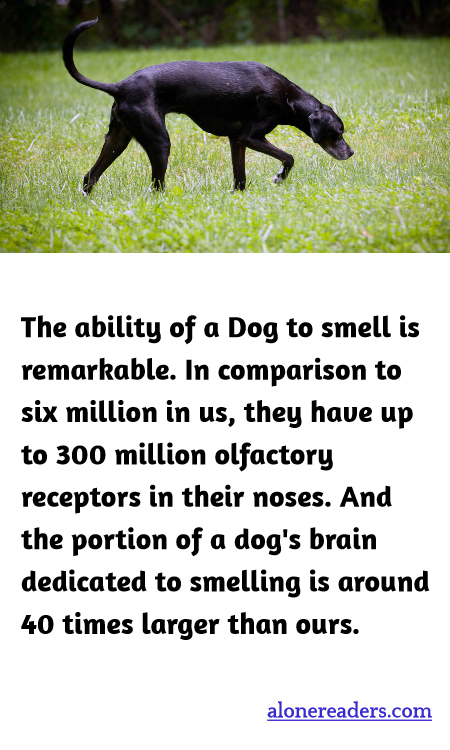 The ability of a Dog to smell is remarkable. In comparison to six million in us, they have up to 300 million olfactory receptors in their noses. And the portion of a dog's brain dedicated to smelling is around 40 times larger than ours.
