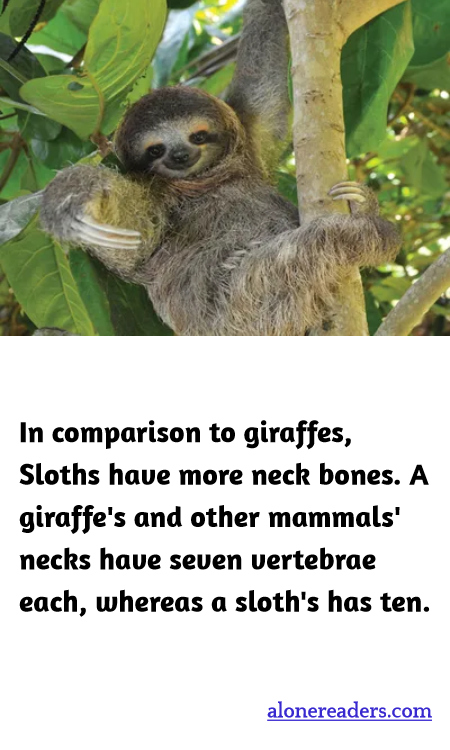 General Knowledge Learning Cards