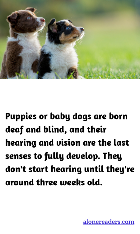Puppies or baby dogs are born deaf and blind, and their hearing and vision are the last senses to fully develop. They don't start hearing until they're around three weeks old.