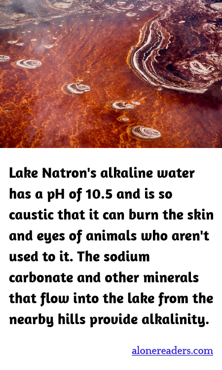 General Knowledge Learning Cards