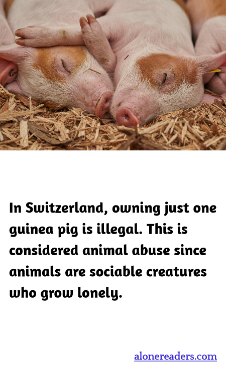 General Knowledge Learning Cards