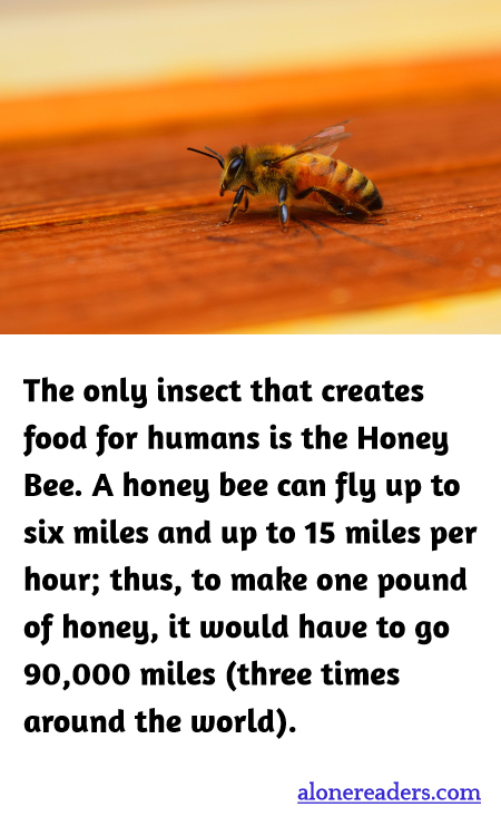 General Knowledge Learning Cards