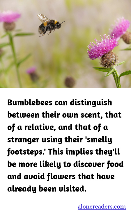 General Knowledge Learning Cards