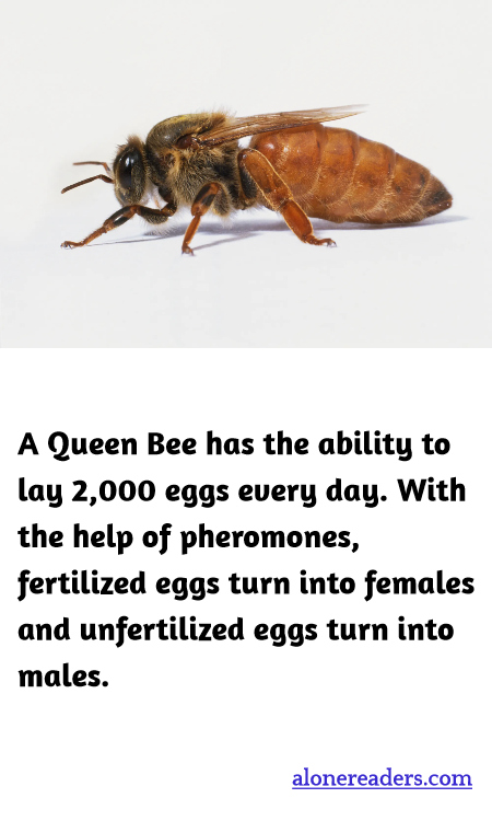 General Knowledge Learning Cards