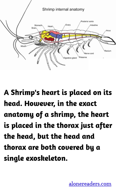 General Knowledge Learning Cards